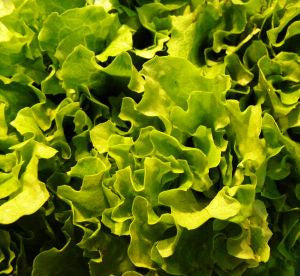 Oak Leaf Lettuce