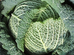 Organic Savoy Cabbage