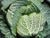 Organic Savoy Cabbage